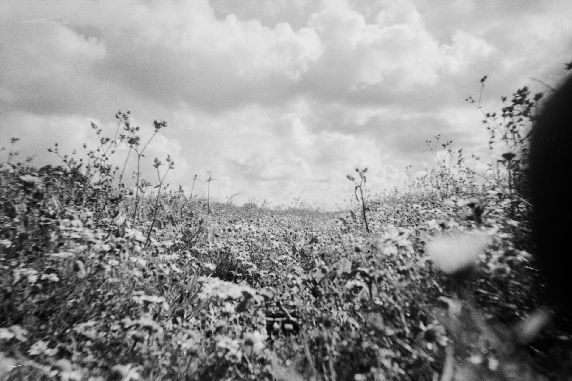 Un champ de fleurs en périphérie de Calais